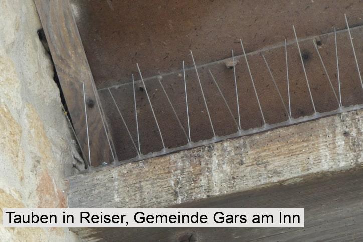 Tauben in Reiser, Gemeinde Gars am Inn